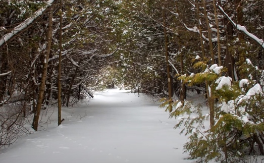 Bruce Trail
