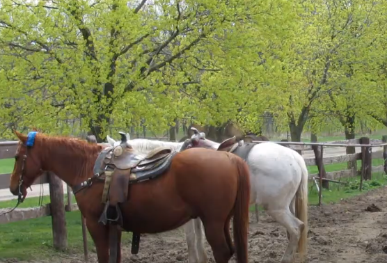 Claireville Ranch